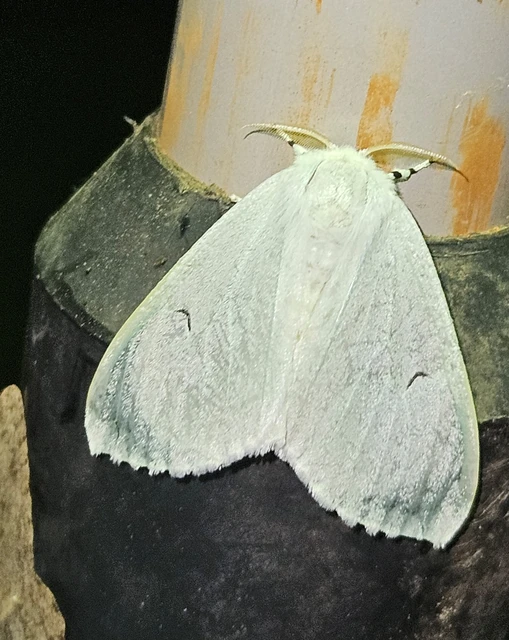 L-betűs gyapjaslepke - Arctornis l-nigrum