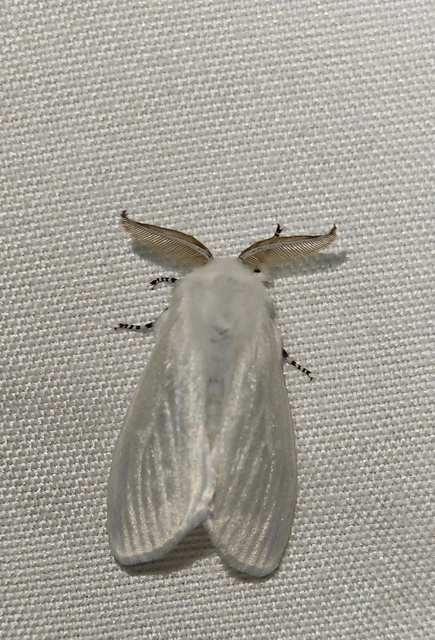 fűzfaszövő - Leucoma salicis