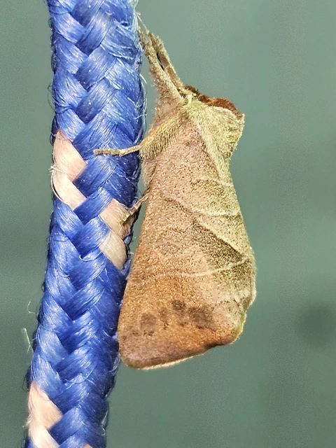 Clostera anastomosis - barna levélszövő