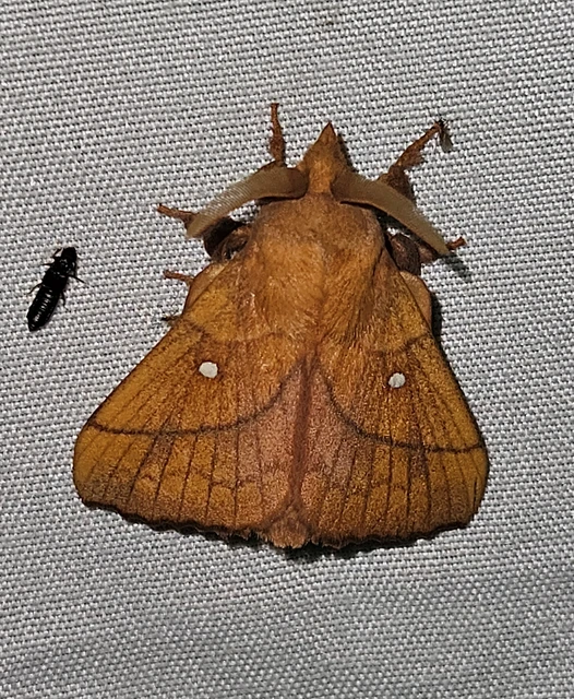 szilvafapohók - Odonestis pruni