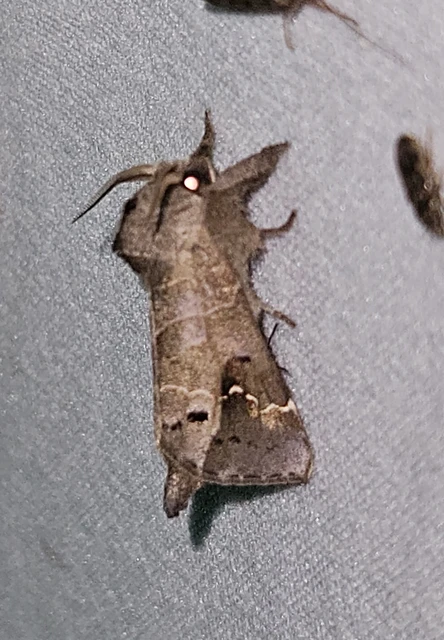 Clostera anachoreta - tarka levélszövő