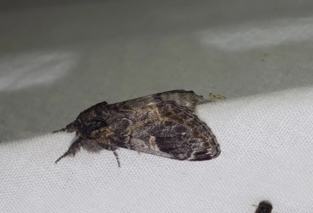 tarajos púposszövő - Notodonta tritophus