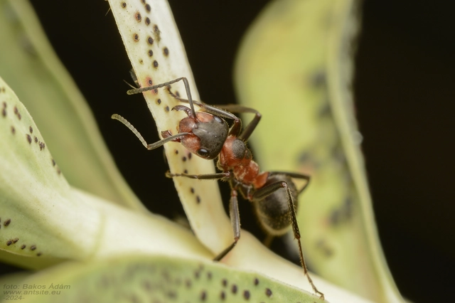 Formica pratensis - réti vöröshangya