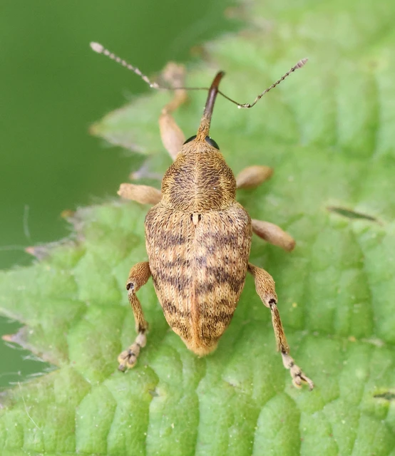 Curculio venosus - tarajos zsuzsóka