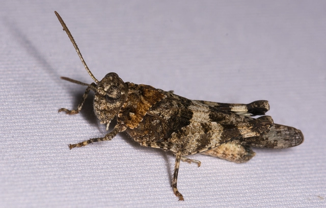 Oedipoda caerulescens - kékszárnyú sáska