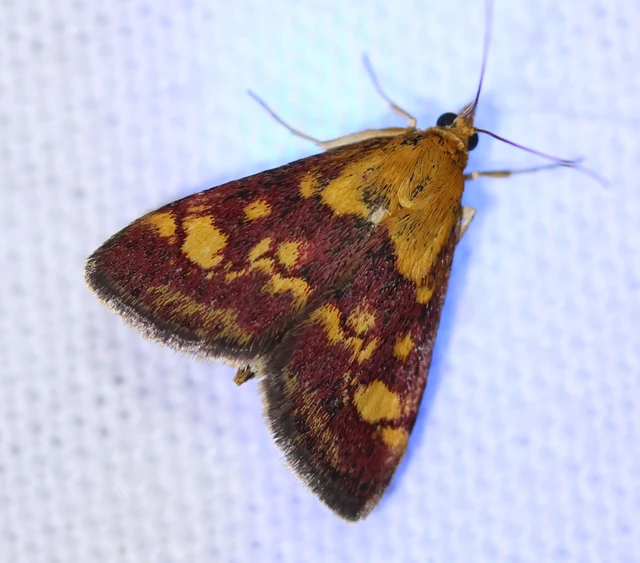 Pyrausta aurata - aranyló bíbormoly