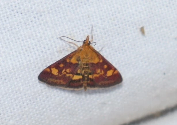 Pyrausta aurata - aranyló bíbormoly