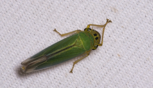 Cicadella viridis - méregzöld kabóca