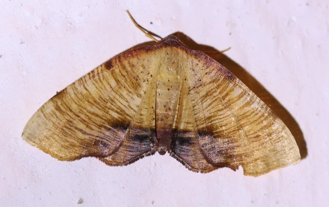 Plagodis dolabraria - baltaszárnyú araszoló