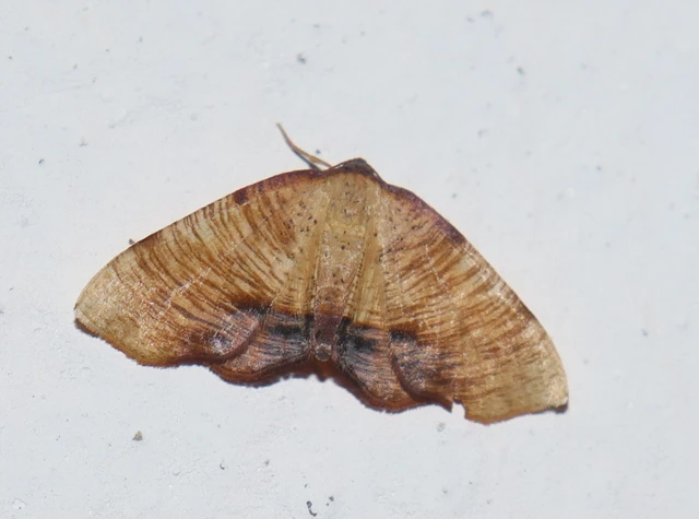 Plagodis dolabraria - baltaszárnyú araszoló