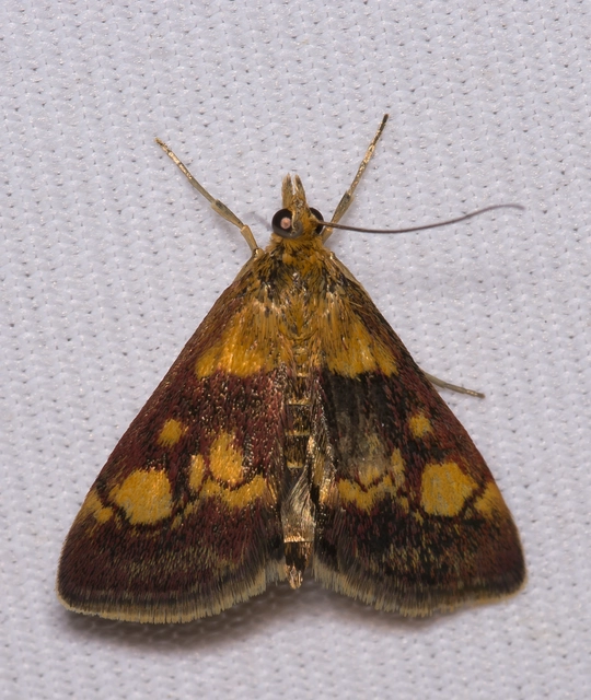 Pyrausta aurata - aranyló bíbormoly