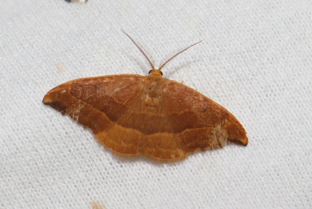 Watsonalla cultraria - bükkfa-sarlósszövő