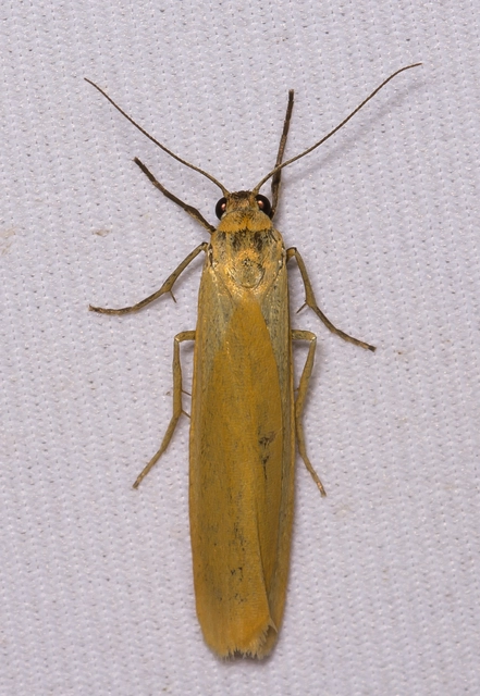 Eilema lutarella - narancsszínű zuzmószövő