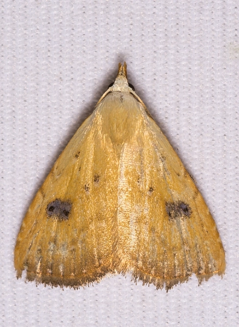 Rivula sericealis - selymes lórombagoly