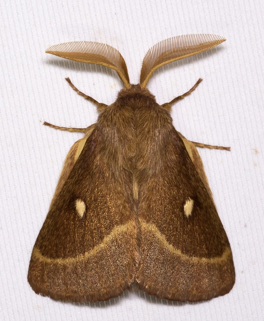 Lasiocampa trifolii - lóhereszövő
