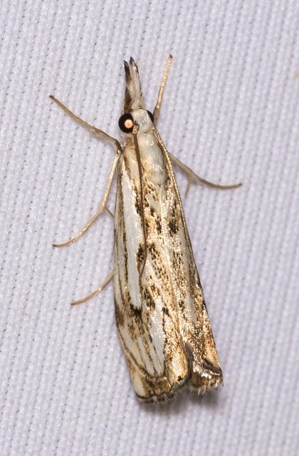Catoptria falsella - hálós fűgyökérmoly