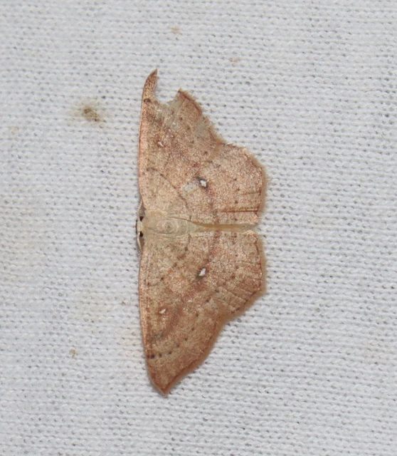 Cyclophora linearia - vonalas pettyesaraszoló