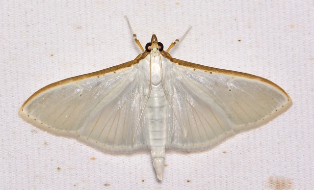 Palpita vitrealis - hófehér tűzmoly