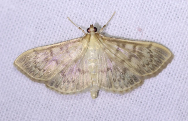 Patania ruralis - csalánevő tűzmoly