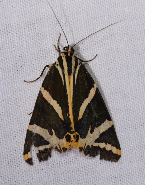 Euplagia quadripunctaria - csíkos medvelepke