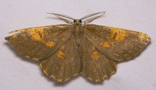 Angerona prunaria - sárga kökényaraszoló