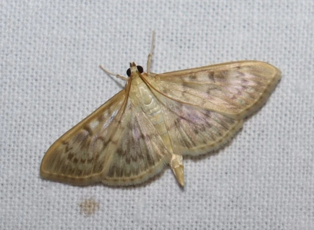 Patania ruralis - csalánevő tűzmoly