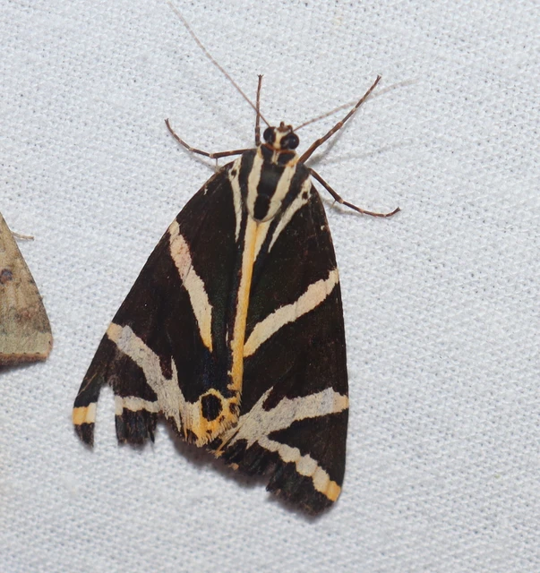 Euplagia quadripunctaria - csíkos medvelepke