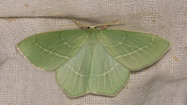 Hemistola chrysoprasaria - kékes zöldaraszoló
