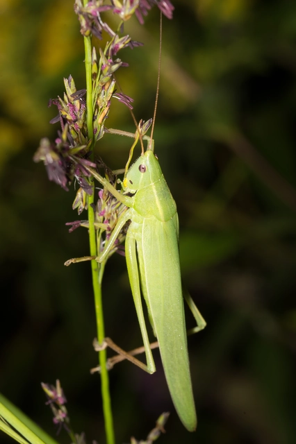 Ruspolia nitidula - nagy kúpfejűszöcske
