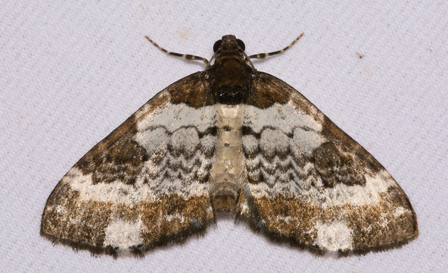Melanthia procellata - hullámos tarkaaraszoló