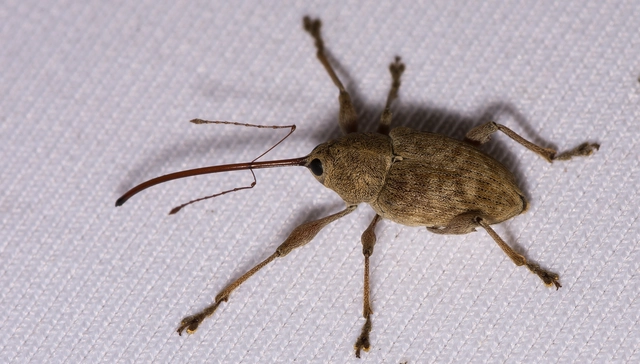 Curculio elephas - gesztenyezsuzsóka