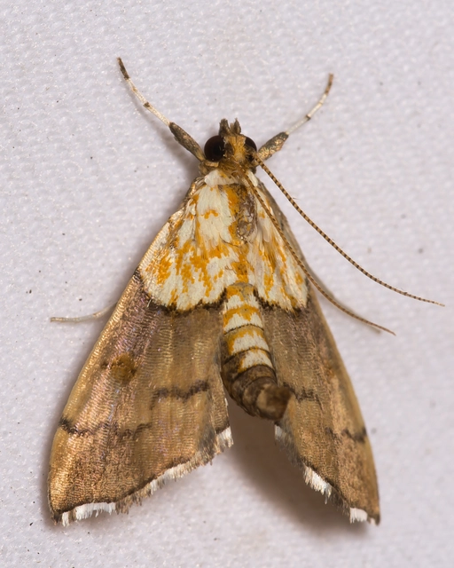 Agrotera nemoralis - ligeti tűzmoly