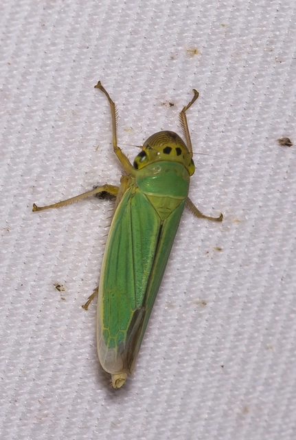 Cicadella viridis - méregzöld kabóca
