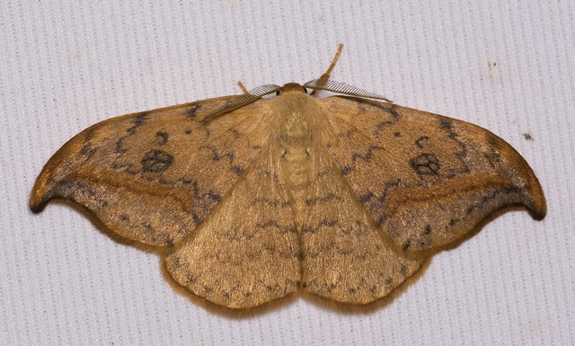 Drepana falcataria - nyárfa-sarlósszövő