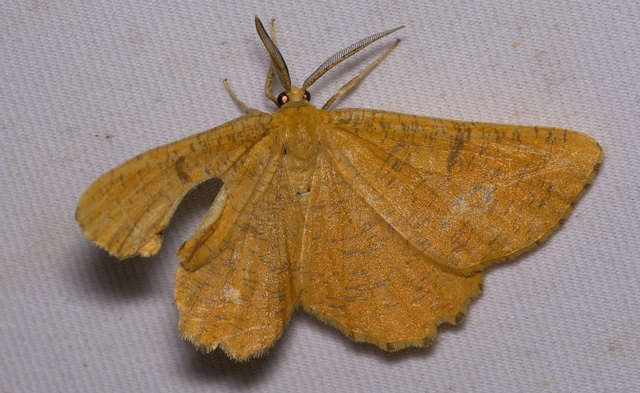 Angerona prunaria - sárga kökényaraszoló