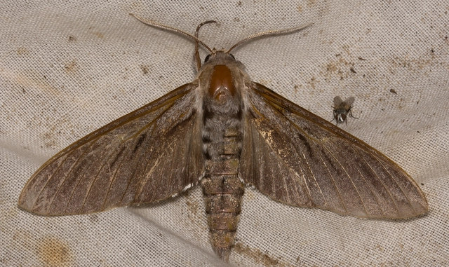 Hyloicus pinastri - fenyőszender