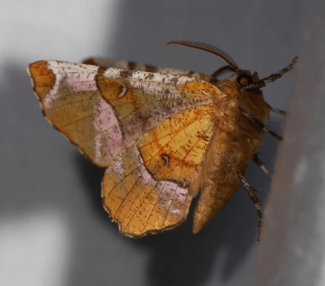 Selenia tetralunaria - négyfoltos holdasaraszoló