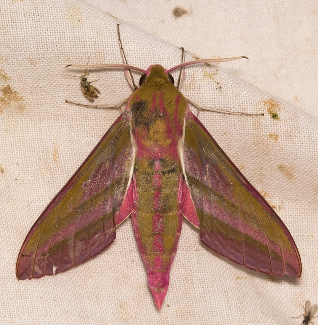 Deilephila elpenor - szőlőszender