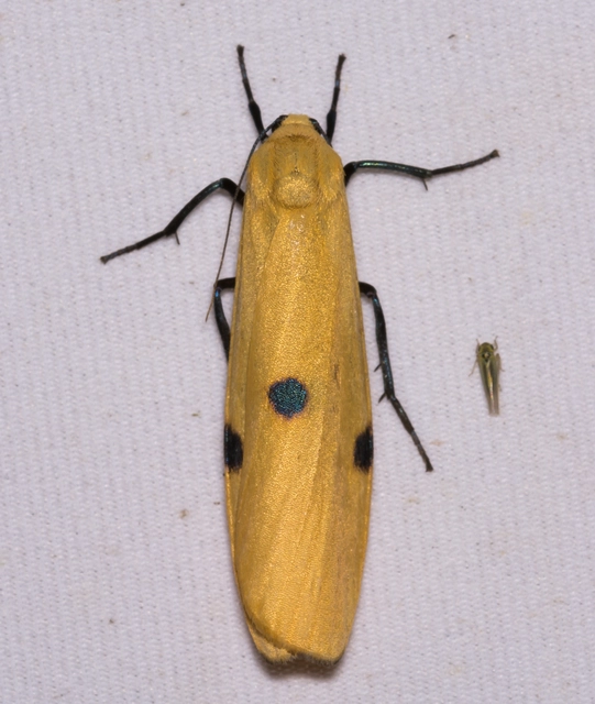 Lithosia quadra - négypettyes zuzmószövő