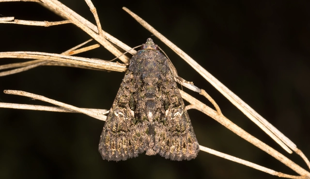 Anophia leucomelas - déli folyófűbagoly
