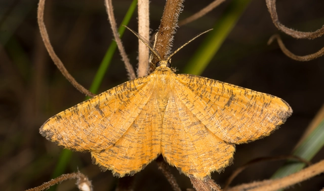 Angerona prunaria - sárga kökényaraszoló