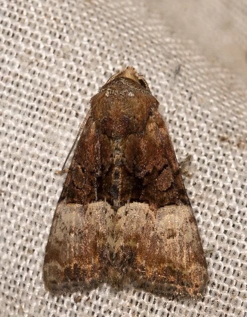 Mesoligia furuncula - kétszínű dudvabagoly