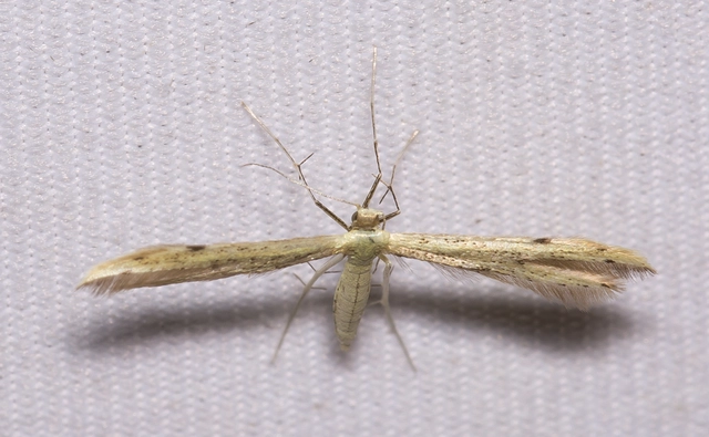Pterophoridae - tollasmolyfélék