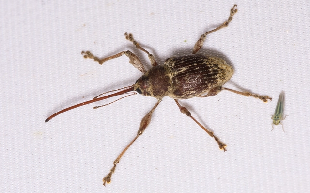Curculio elephas - gesztenyezsuzsóka