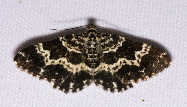 Epirrhoe tristata - gyászos tarkaaraszoló