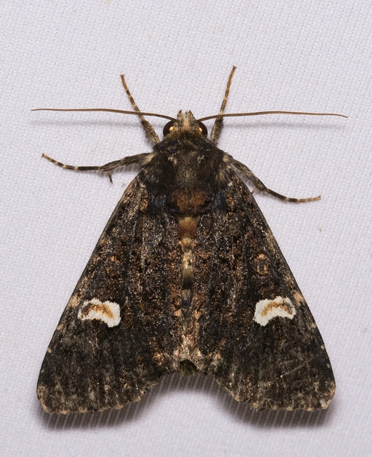 Melanchra persicariae - fehérfoltos kertibagoly