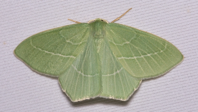 Hemistola chrysoprasaria - kékes zöldaraszoló