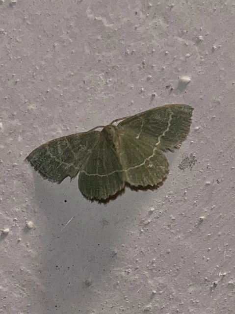 Chlorissa viridata/cloraria