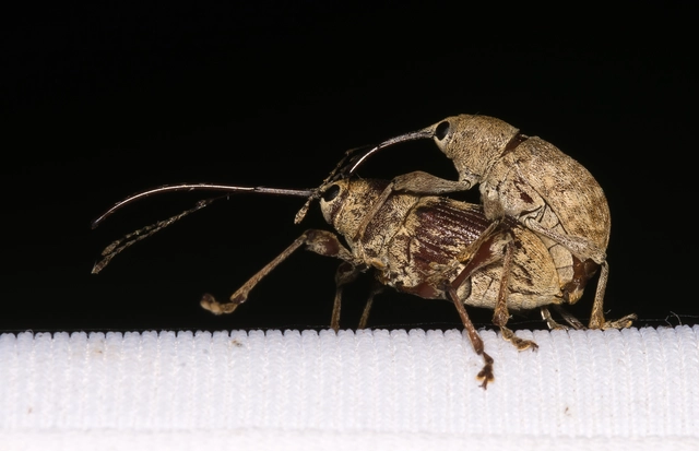 Curculio elephas - gesztenyezsuzsóka