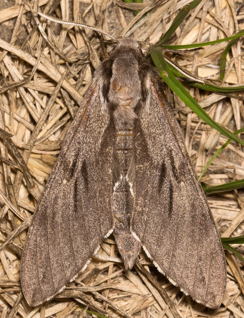 Hyloicus pinastri - fenyőszender